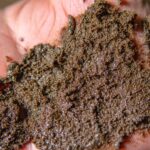 What Is Afghan Hash? The Complete Guide